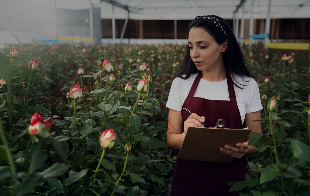 Woman checking yellow roses quality in a flower farm