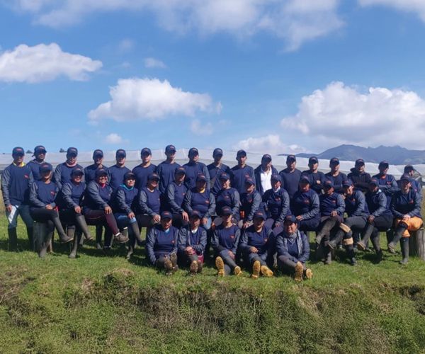 Close-up of hands trimming roses with professional gloves in a flower field