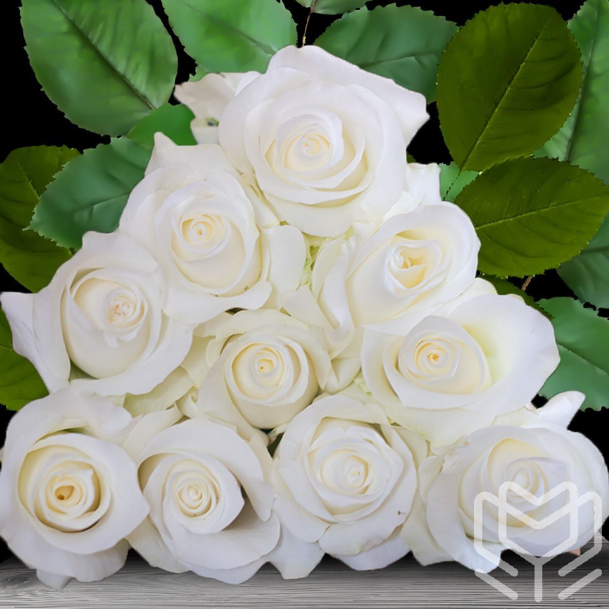 Elegant white Akito roses with lush green leaves