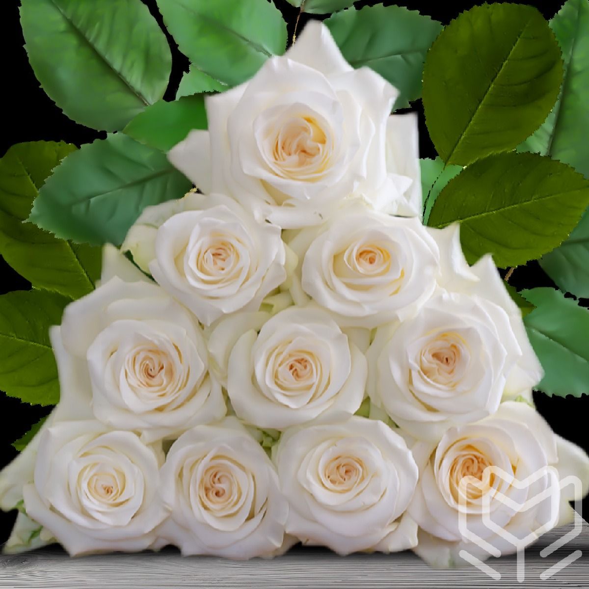 Soft white Candlelight roses with creamy tones