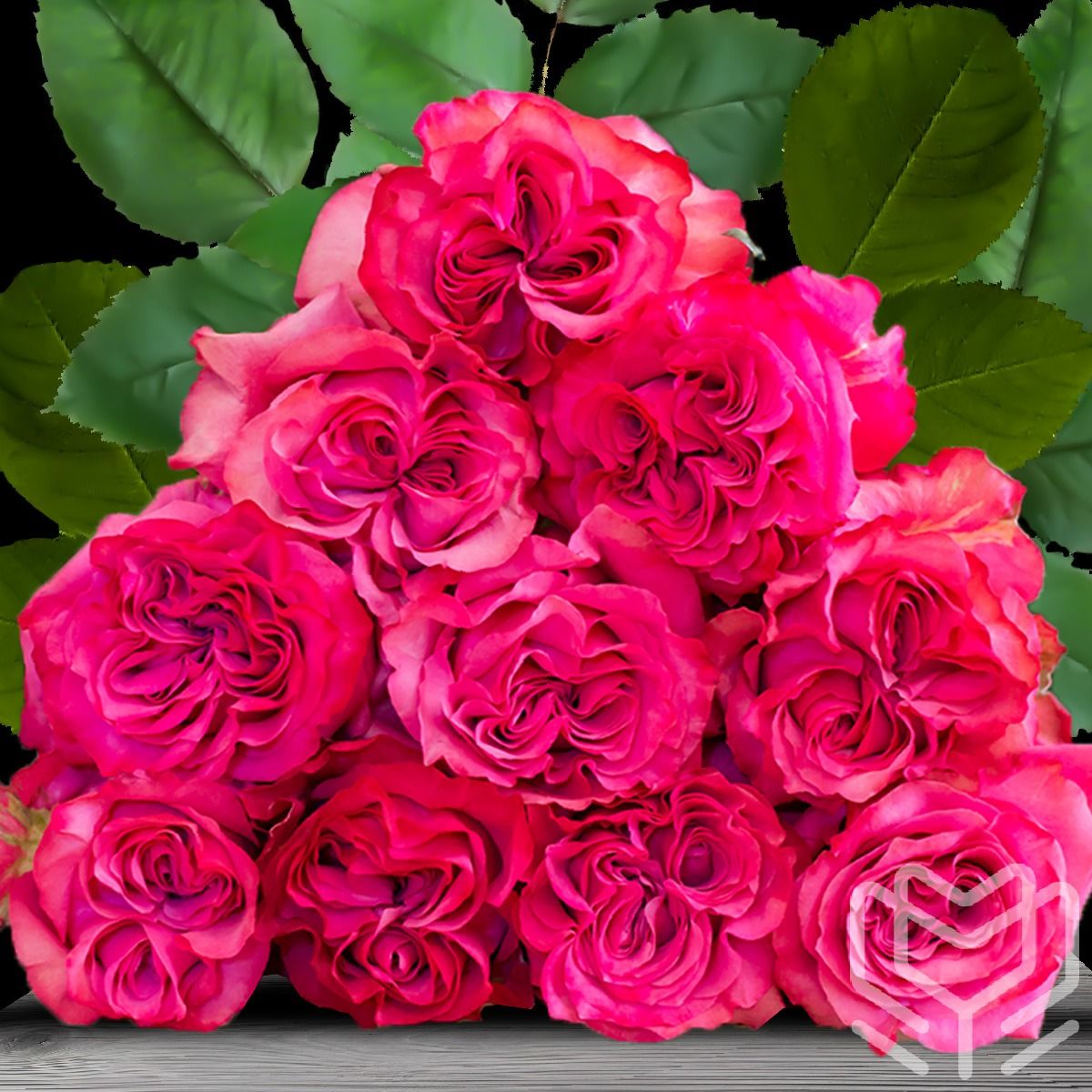 Rich pink Country Blues roses with ruffled petals