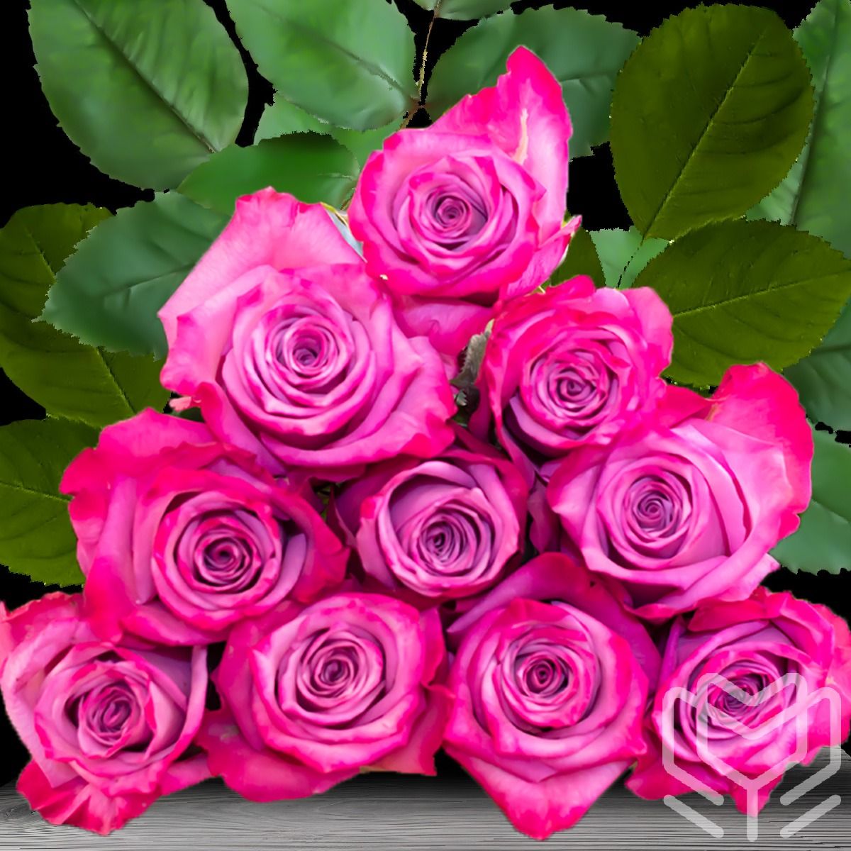 Vibrant Deep Purple roses with two-toned petals