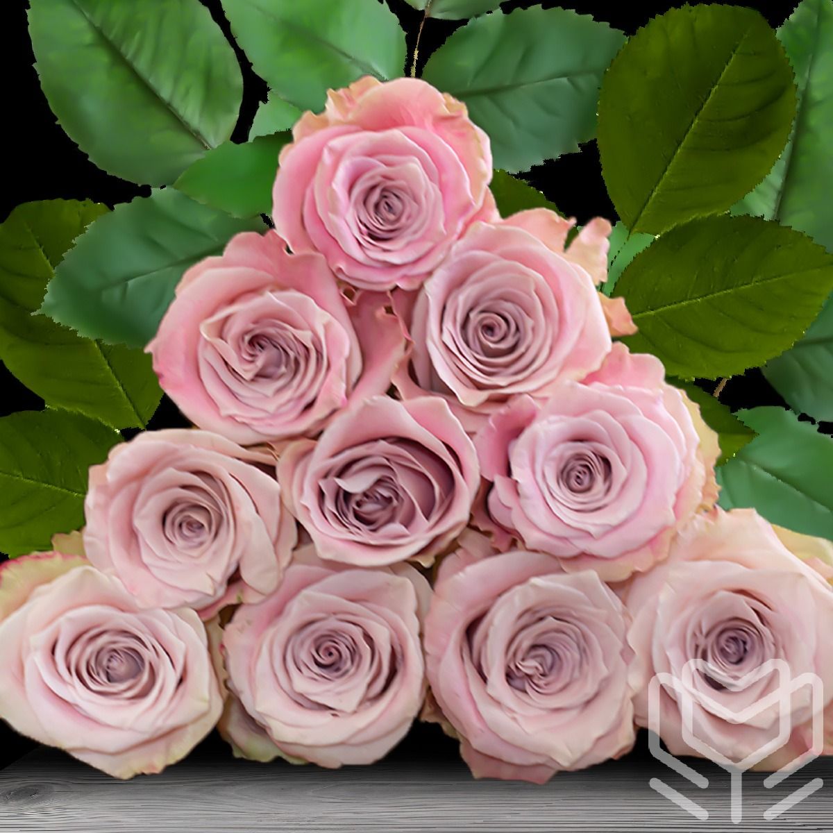 Soft lilac Faith roses with elegant bloom