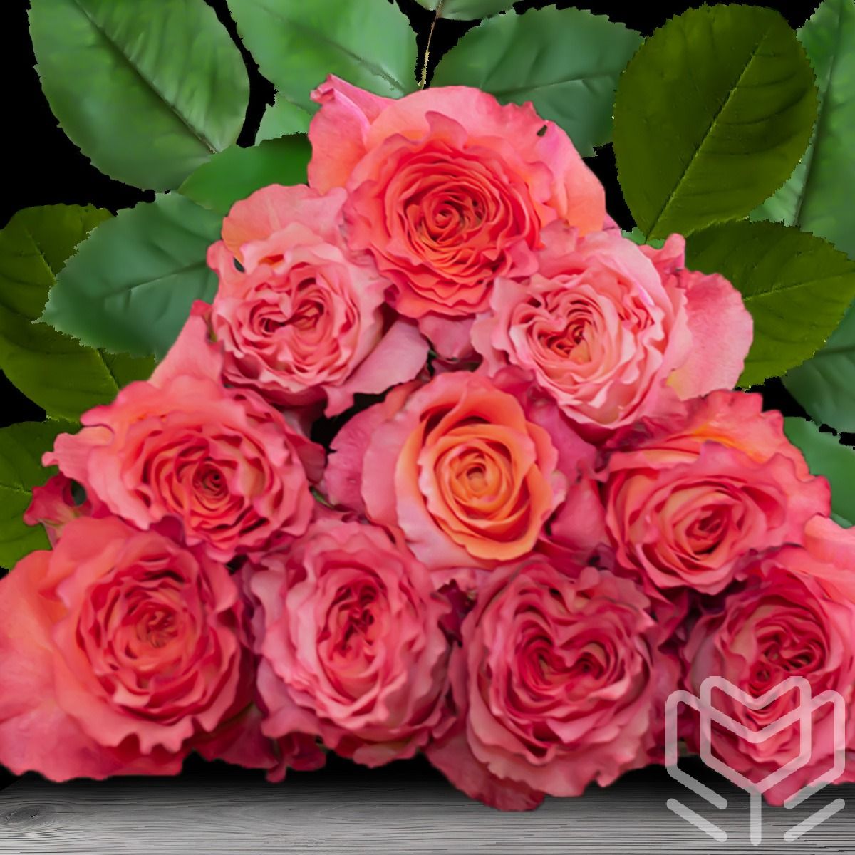 Bicolor Free Spirit roses in coral and orange shades