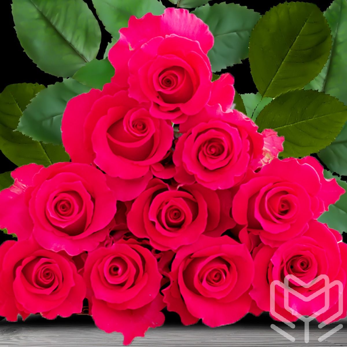 Vivid pink Gotcha roses with lush petals