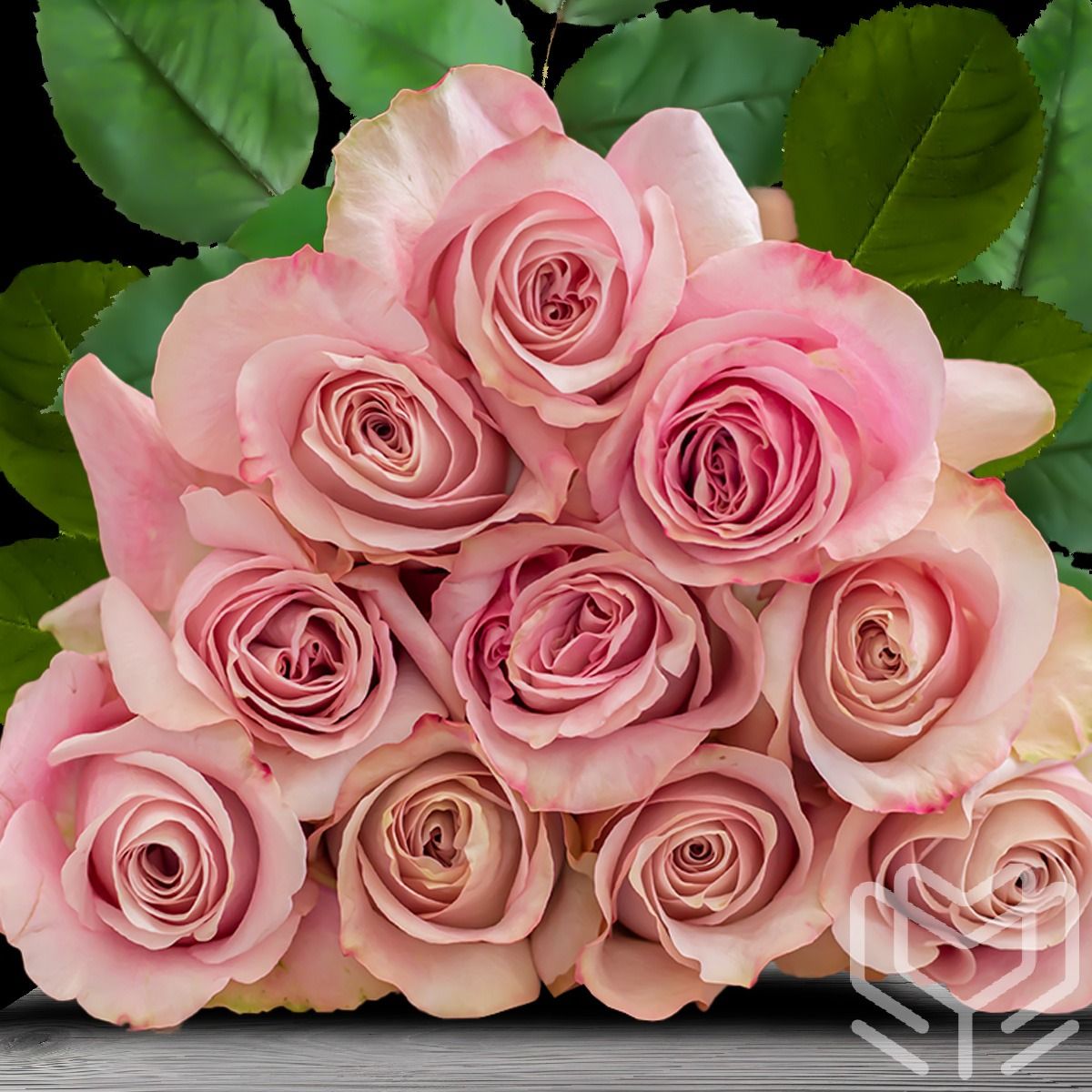 Blush pink Hermosa roses with soft layers