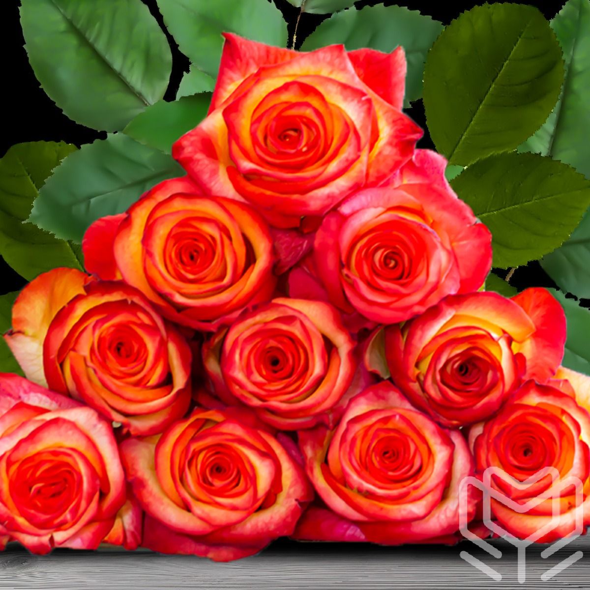 Striking High Magic roses in red and yellow blend