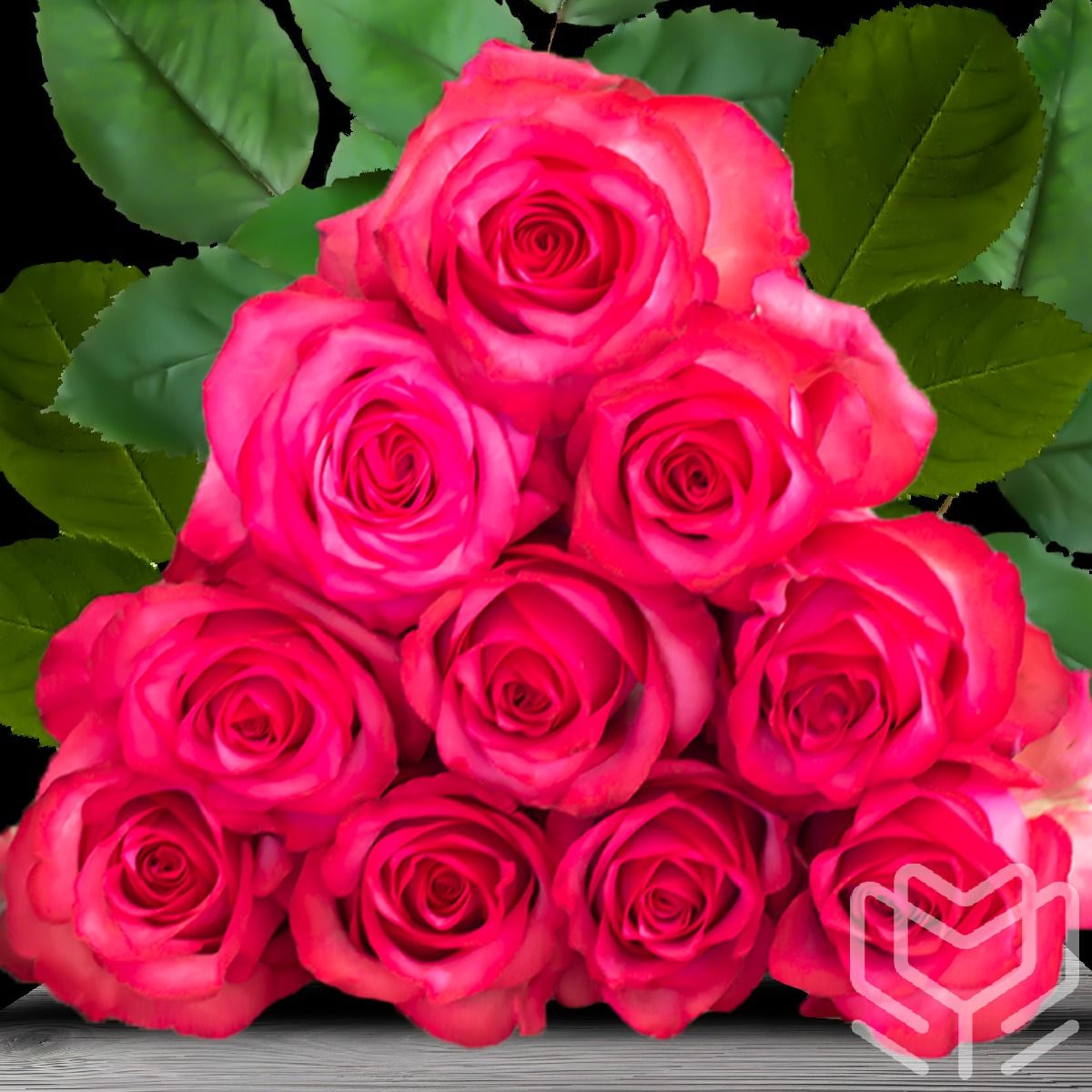 Bright pink Lola roses with vivid tones