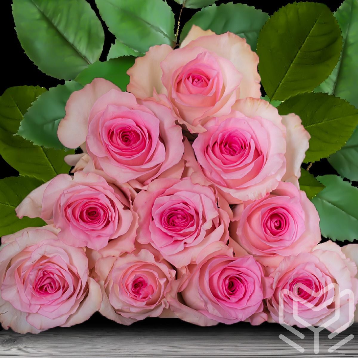 Elegant Mandala roses in soft pink hues