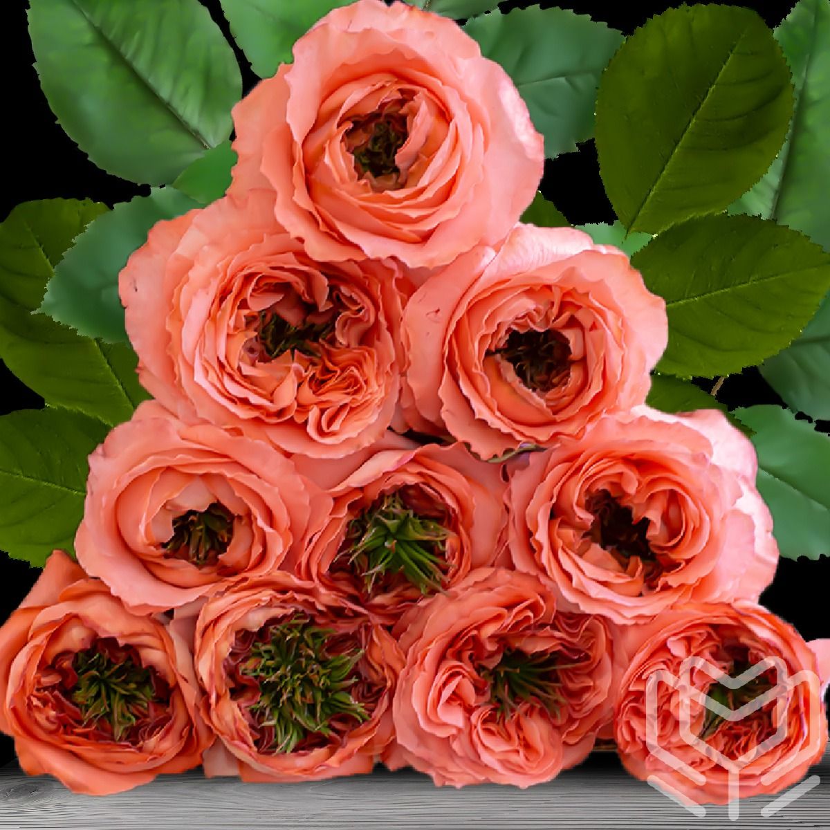 Mandarin Xpression roses with bold coral petals