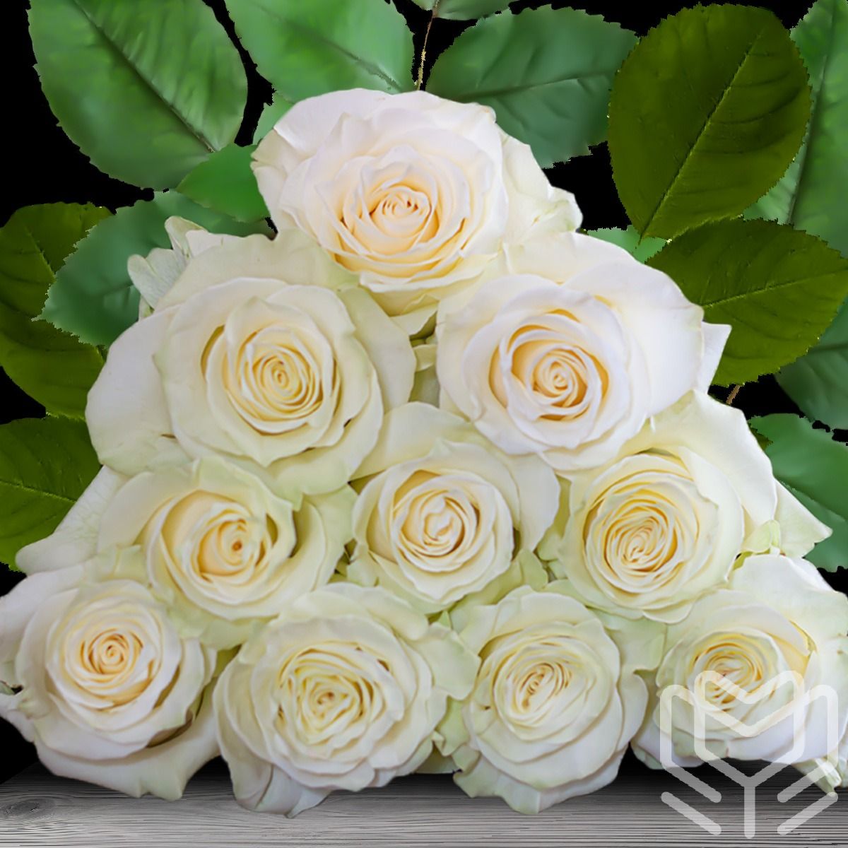 Creamy white Mondial roses with a delicate bloom