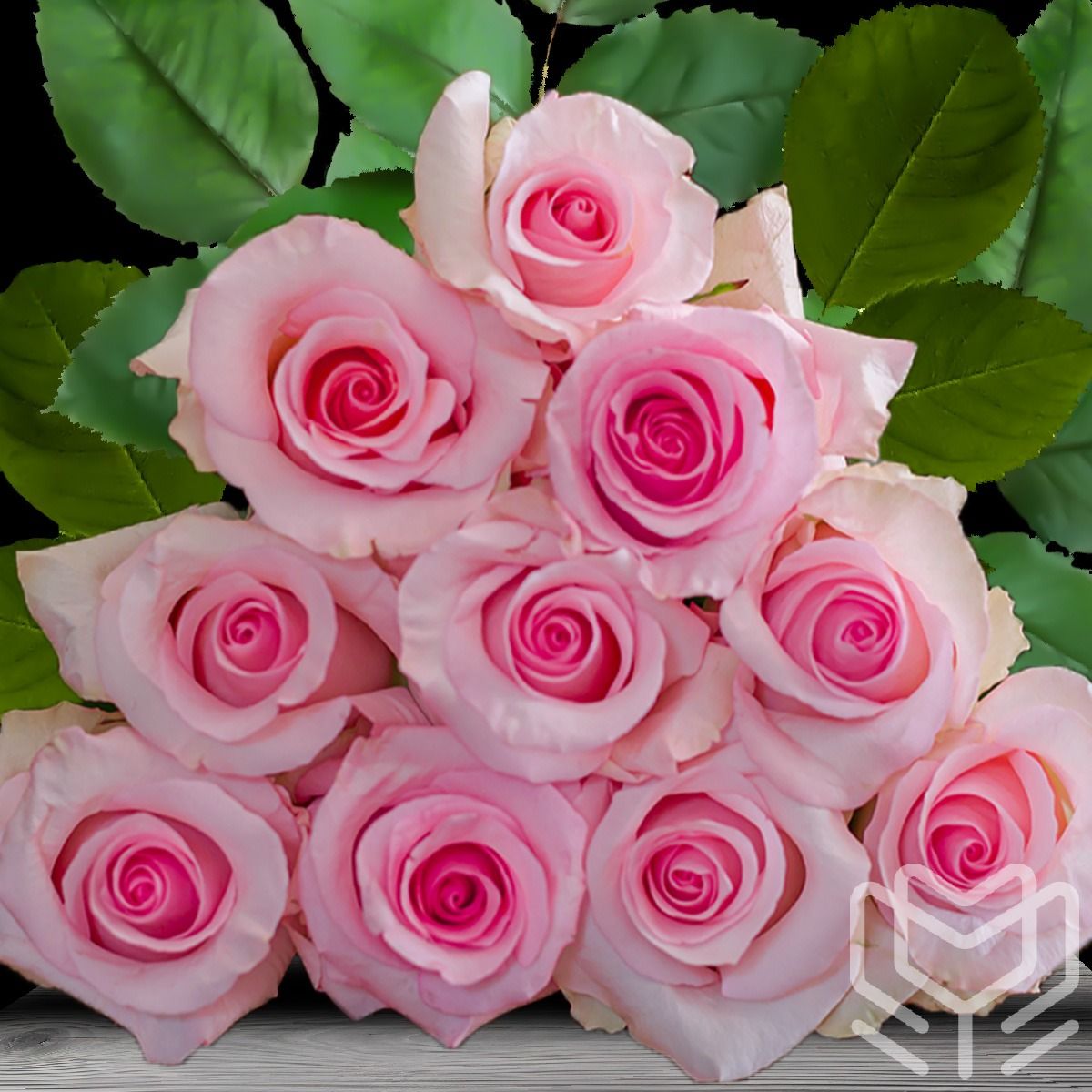 Soft pink Nena roses with a romantic charm