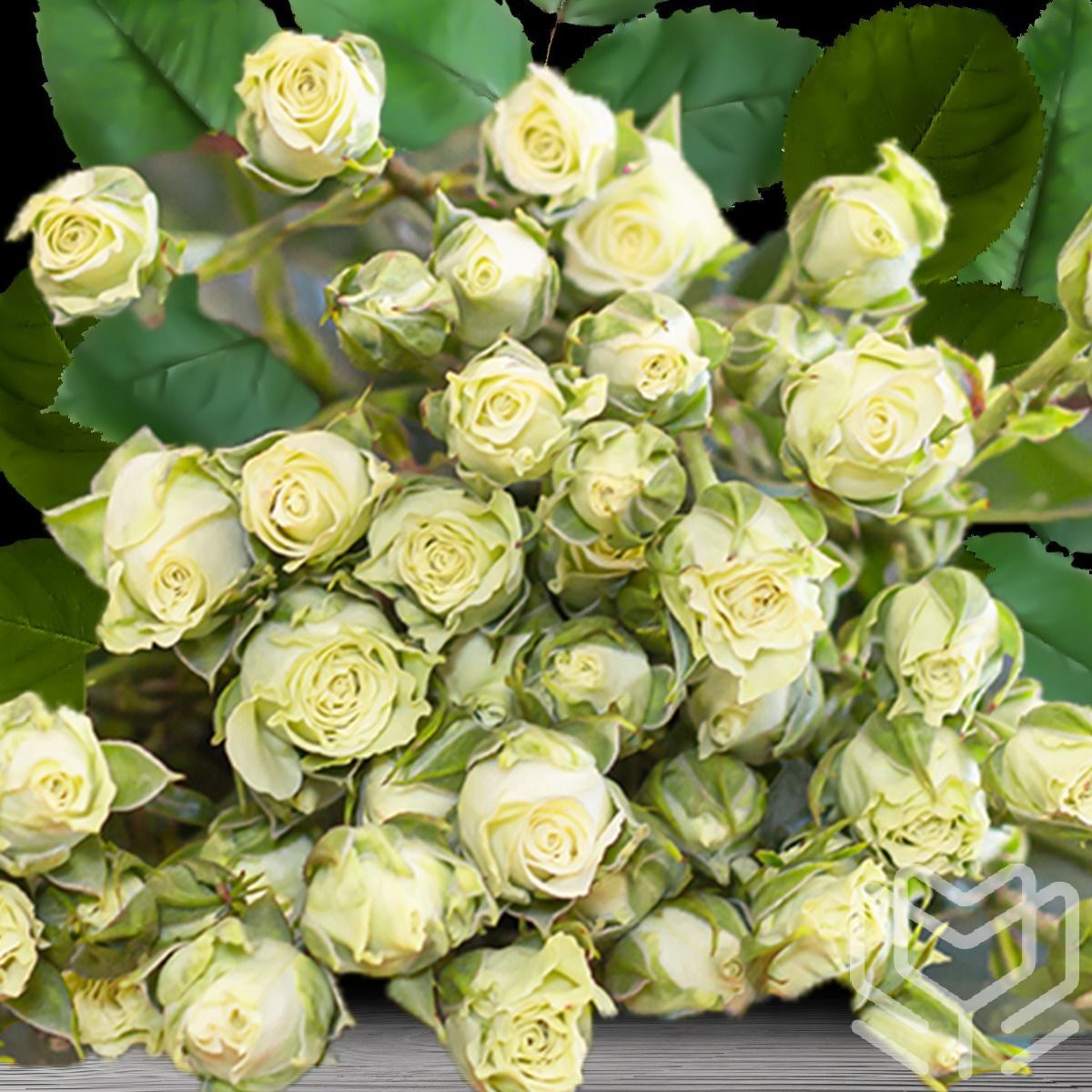Bouquet of Snowflake rose variety with creamy white blooms and green leaves