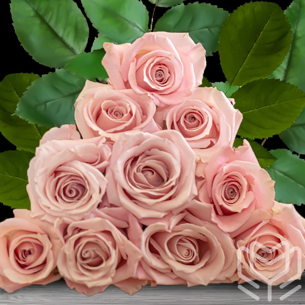 Bouquet of Sweet Escimo rose variety in pale blush tones and elegant form